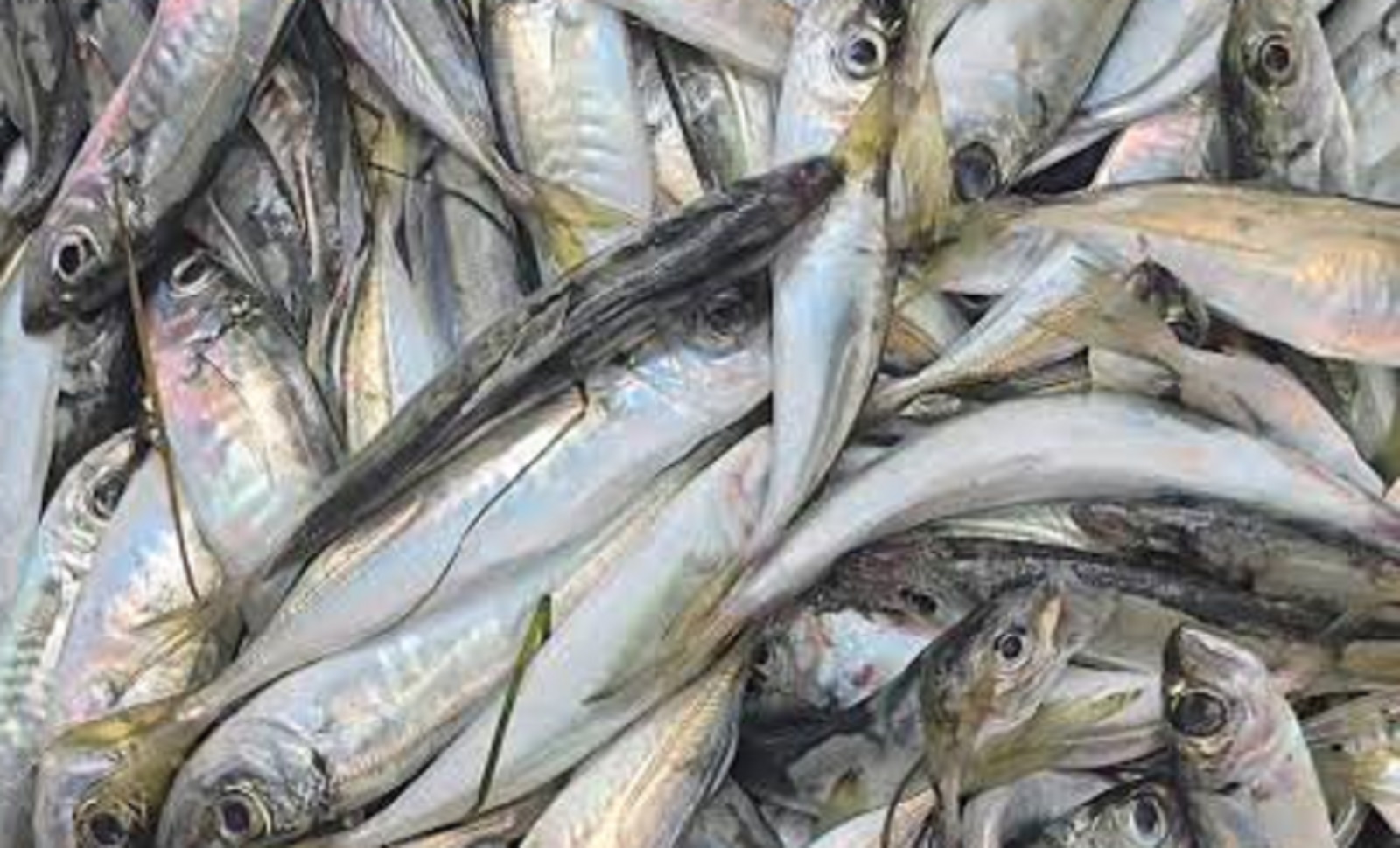 Войната и дроновете в Черно море сринаха улова: Черноморската риба поскъпва