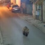 Малко мече тича по улиците на квартал в Благоевград (видео)