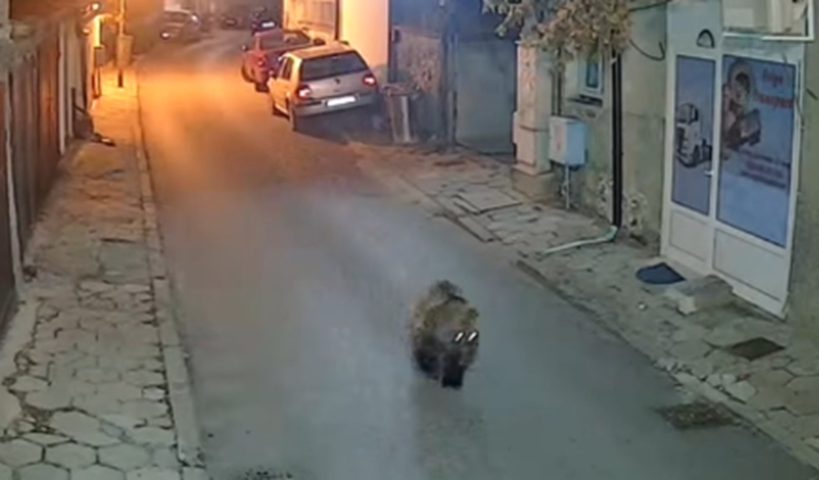 Малко мече тича по улиците на квартал в Благоевград (видео)